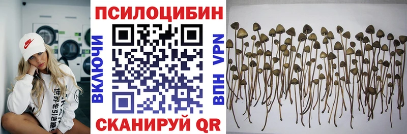 Купить закладки  Канаш  Галлюциногенные грибы GOLDEN TEACHER 